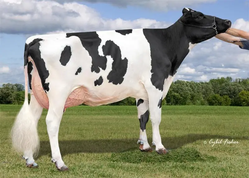 Annesi: AOT Hawaii Holly RDC EX-90