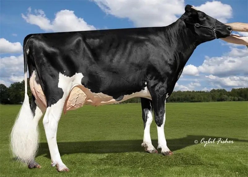 Büy.Büyükannesi: Cookiecutter Ssire Has VG-88