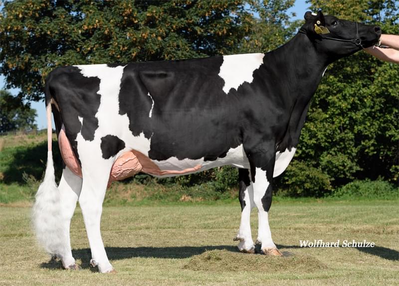 Annesi: MB MAR Olivia VG-89