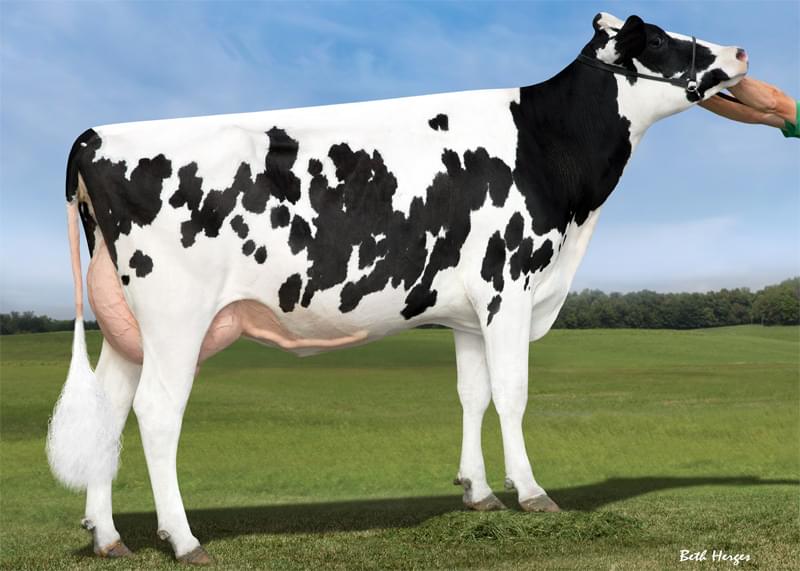 Büy.Büyükannesi: S-S-I Moonry Myesha 9071 VG-85