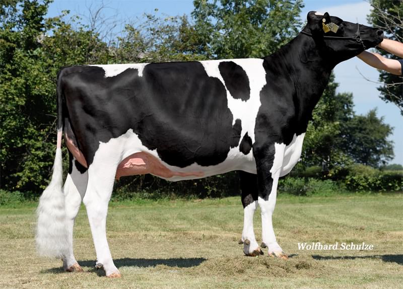 Büyükannesi: MB MAR Danny VG-87