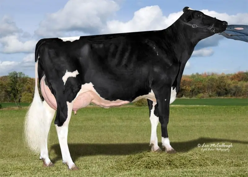 4.nesil Annesi: Cookiecutter MOM Halo VG-88