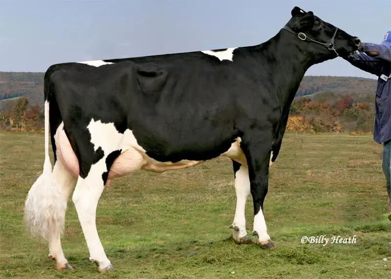 5.nesil Annesi: Cookiecutter GLD Holler VG-88