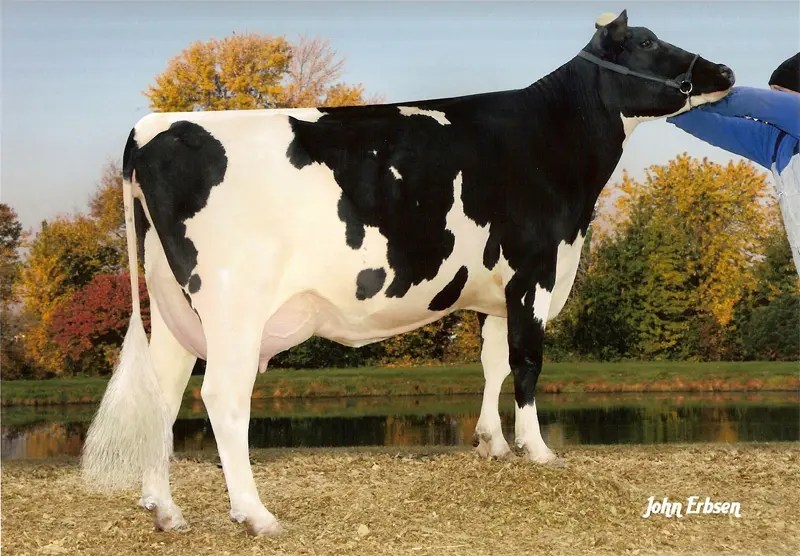 5.nesil Annesi: Pine-Tree Missy Miranda VG-86