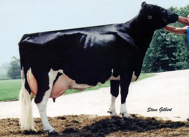 6.nesil Annesi: Wesswood HC Rudy Missy EX-92