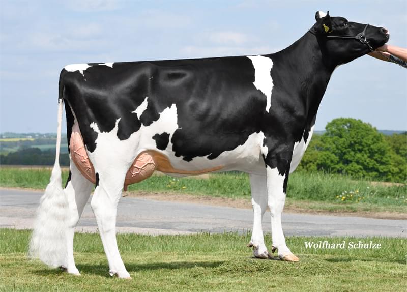 Annesi: MR Brose VG-85