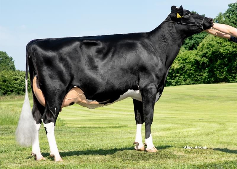 Annesi: KAX Dollyanna VG-86