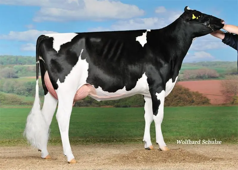 4.nesil Annesi: Bookem Peggy VG-87