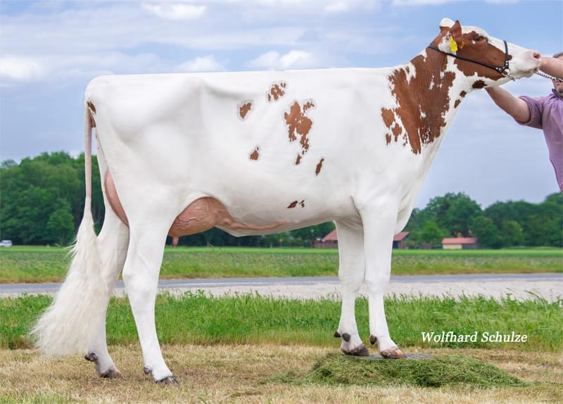 Bömsi VG-86 1.la