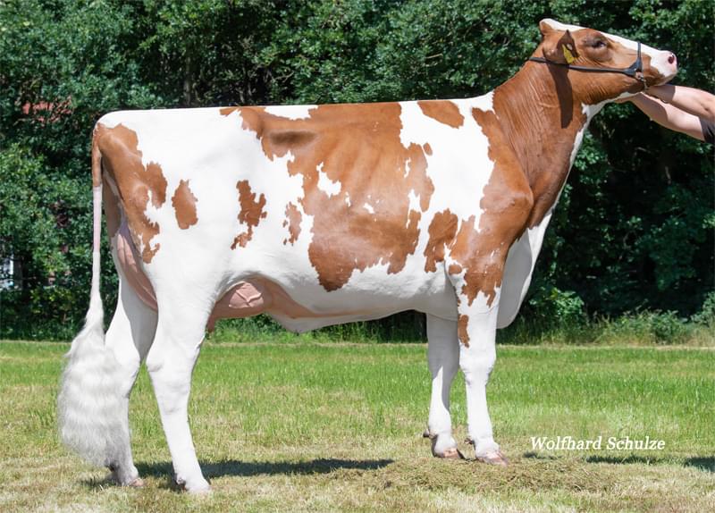 Annesi: MAR Paula VG-86