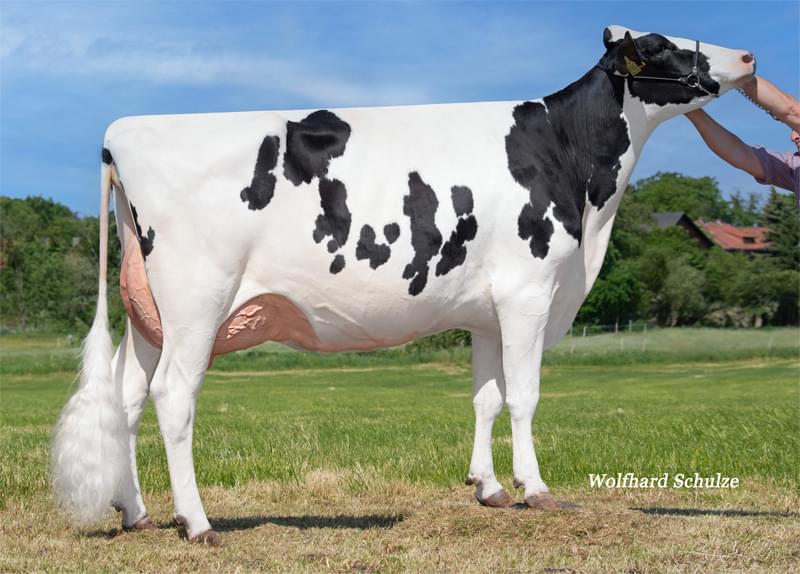 Riz Susanna VG-86