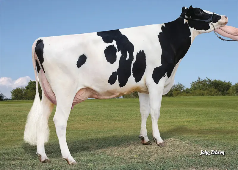 Annesi: Plain-Knoll Legndry 1551 VG-86