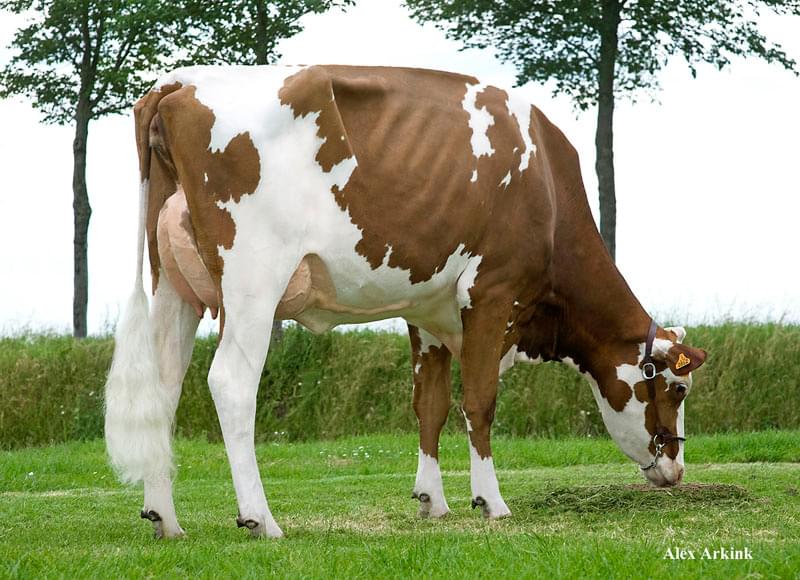 Büy.Büyükannesi: BTS-Avea Red VG-87