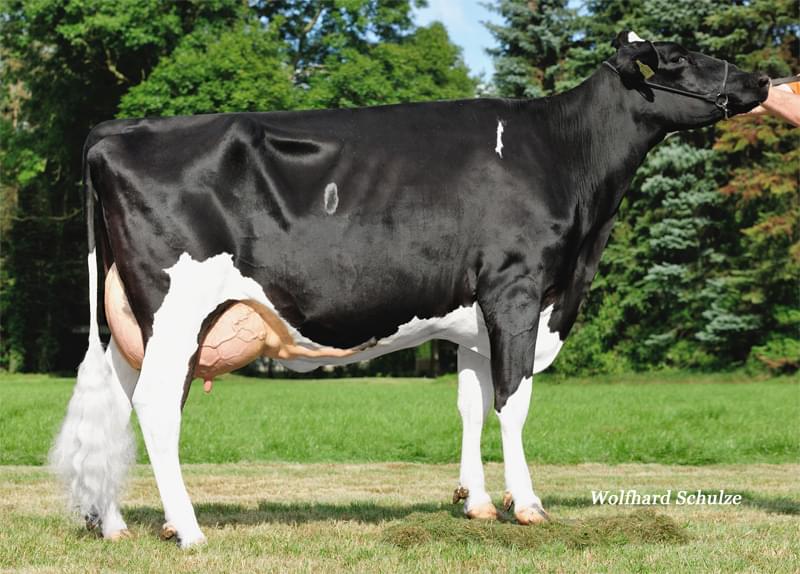 4.nesil Annesi: Wendland Holsteins Gini VG-85