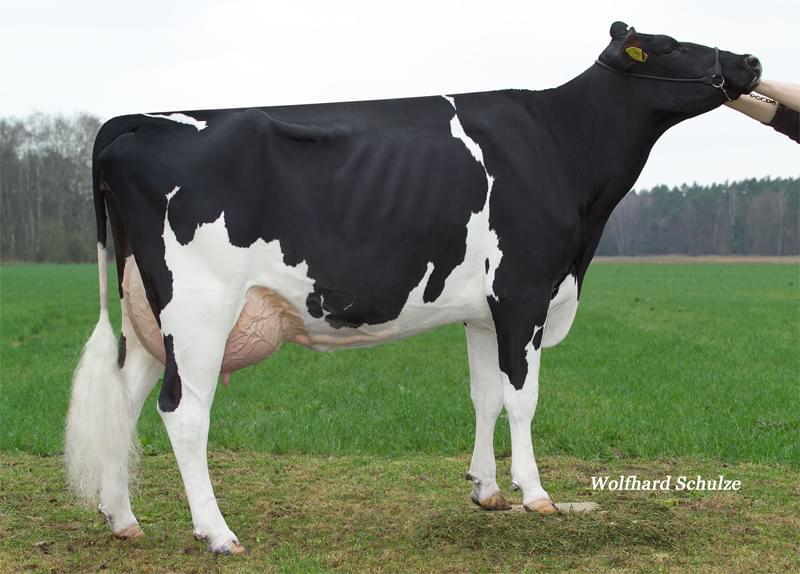 5.nesil Annesi: Wendland Holsteins Georgia VG-87