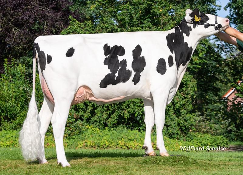 Betimka VG-85