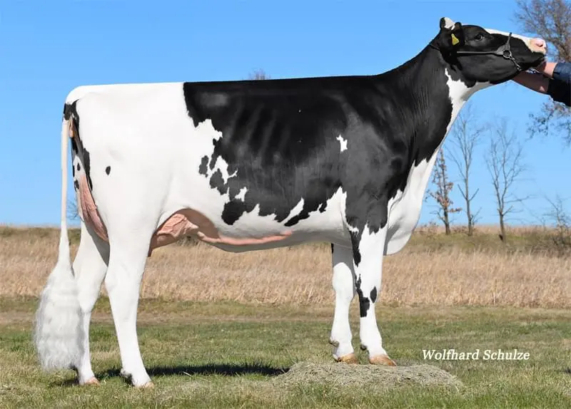 Annesi: Mariella VG-85