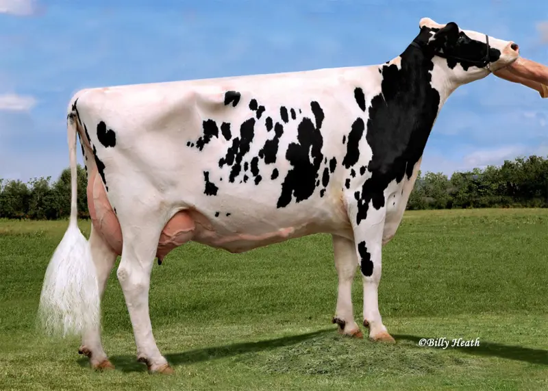 6.nesil Annesi: Kevrel Shottle May 