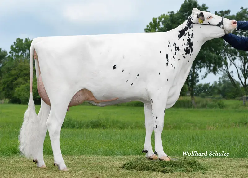 Büyükannesi: MAR Aranja VG-87