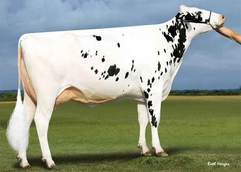 Büy.Büyükannesi: Westcoast Penman Aria 3774 VG-87