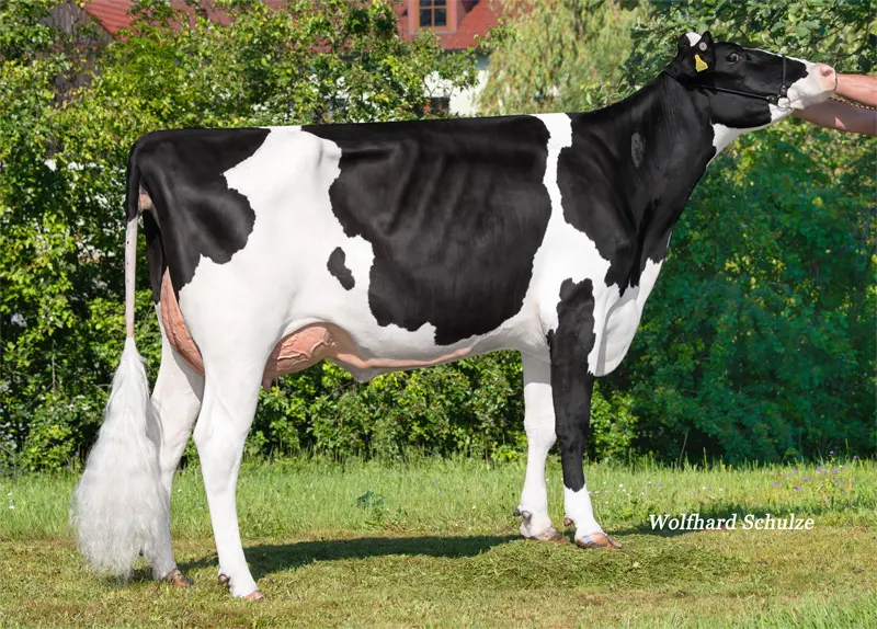 Gloria VG-85