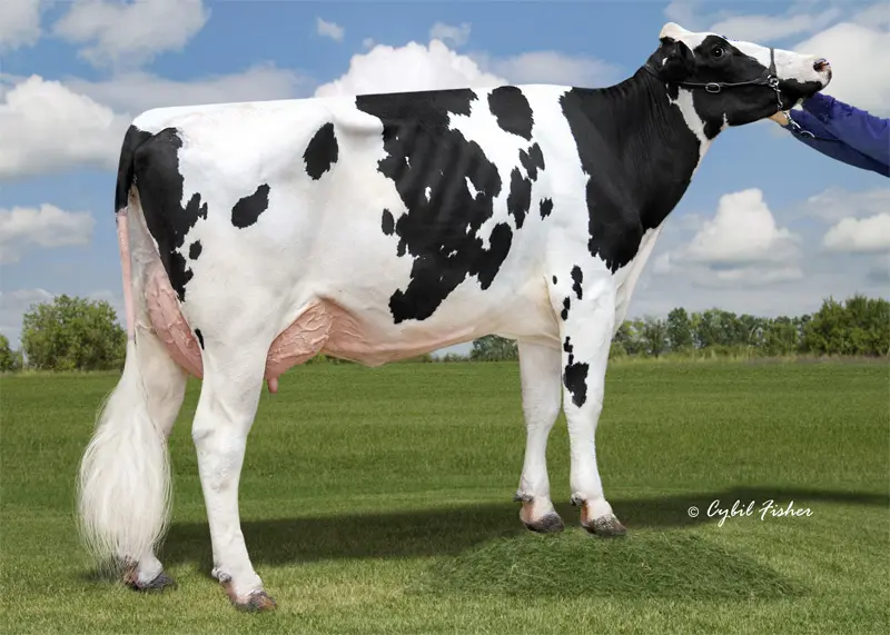 Annesi: Welcome Legacy Gaye EX-90