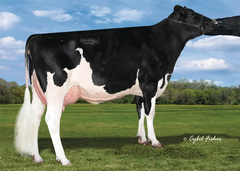 4.nesil Annesi: Welcome Supersire Gales VG-86